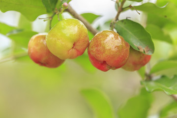Red acerola cherry on tree