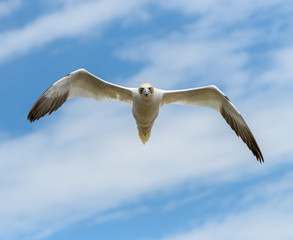 Northern Gannet in Flight