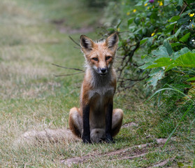Red Fox in Summer