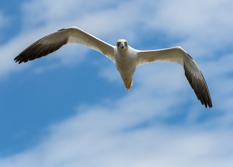 Northern Gannet in Flight on Blue Sky