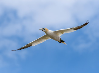Northern Gannet in Flight