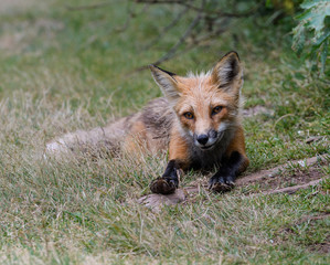 Red Fox in Summer