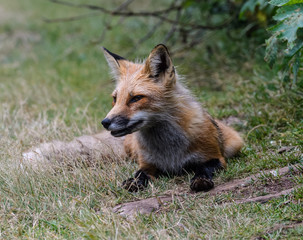 Red Fox in Summer