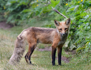Red Fox in Summer