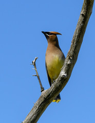 Cedar Waxwing