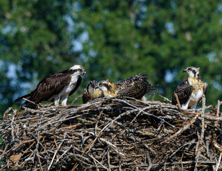 Osprey with Chicks Sitting on the Nest