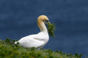  Northern Gannet with Grass  