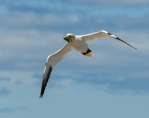 Northern Gannet Holding Grass in its Beak  in Flight