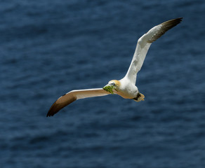  Northern Gannet with Grass in Flight Over Ocean