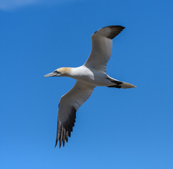 Fototapeta na wymiar Northern Gannet in Flight on Blue Sky