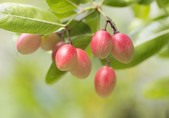 Karonda or Carunda tropical fruits