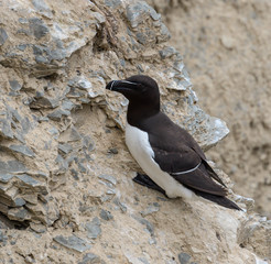 Razorbill on Cliff