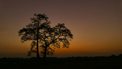 Silhouette of tree.