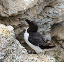 Razorbill