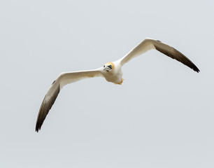 Northern Gannet