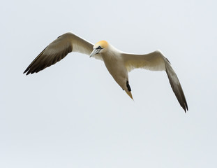 Northern Gannet in Flight 