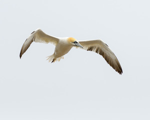 Northern Gannet