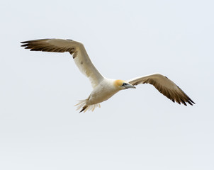 Northern Gannet