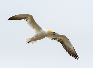 Obraz premium Northern Gannet in Flight 
