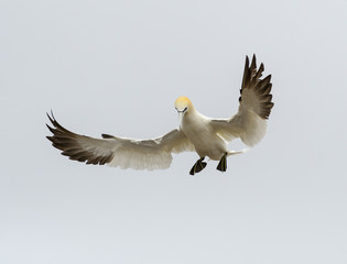 Northern Gannet