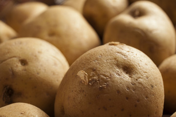 Fototapeta premium A basket of fresh, raw potatoes