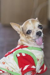 Chihuahua looking at camera