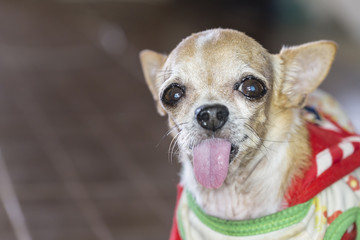 Chihuahua looking at camera