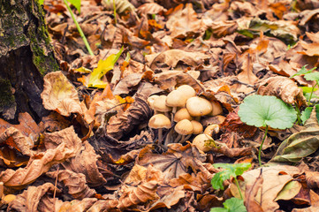 Group of beautiful mushrooms on the fallen leaves in the wild forest