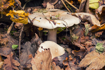 Group of beautiful mushrooms on the fallen leaves in the wild forest