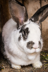 Gray rabbit on a wooden background