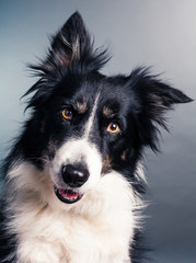 porträtt av en söt bordercollie i studio