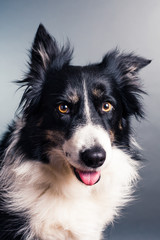 porträtt av en söt bordercollie i studio
