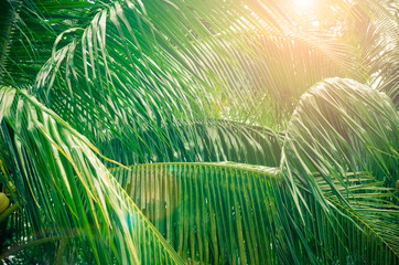 Tropical palm leaf with sun light on sky background.