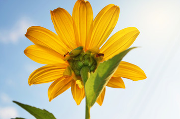 beautiful flower against the sky at morning with sunrise
