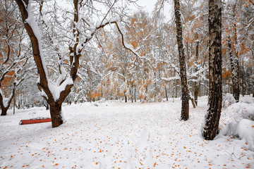 Snow-covered trees in the city park