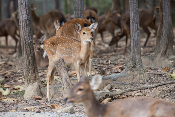 Asian Deer in the nature background.