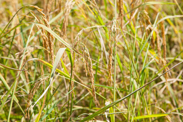 Thailand rice grains for the harvest.
