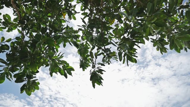Slowmotion footage of sun rays leaking trought the leaves of a tropical tree.