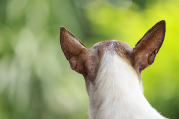 Portrait of chihuahua dog looking back