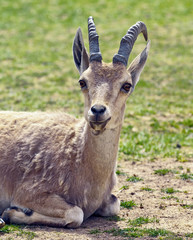 A nubian ibex in desert Negev - Israel