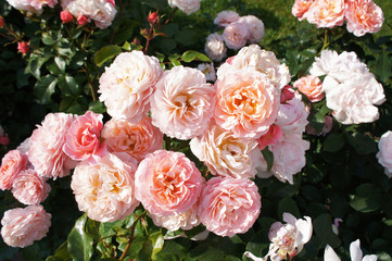 Many pink roses in garden 