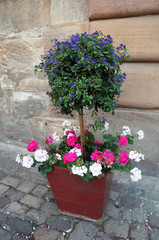 Fototapeta na wymiar Lycianthes rantonnetii or Solanum rantonnetii tree with blue flowers in the red pot with white and red geranium 