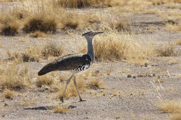Kori Bustard - Etosha National Park - Namibia