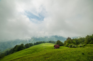 mountain meadow