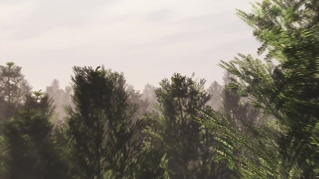 Flying over a Pine Forest Aerial Cinematic 3D Animation