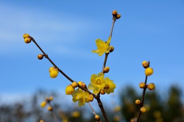 マンゲツロウバイの香しい花