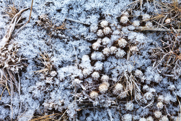 Crystals of ice on the dry grass on the shore of Lake Baikal. Natural winter background