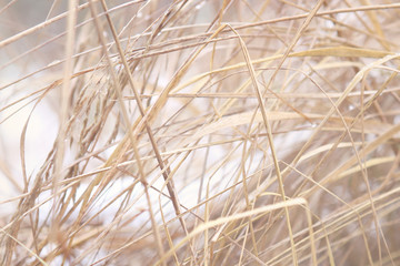 Dry grass in winter. Abstract winter background.