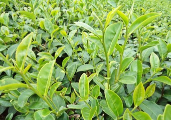 Green tea bud and leaves in tea plantations