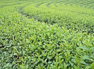 Fototapeta na wymiar Green tea bud and leaves in tea plantations
